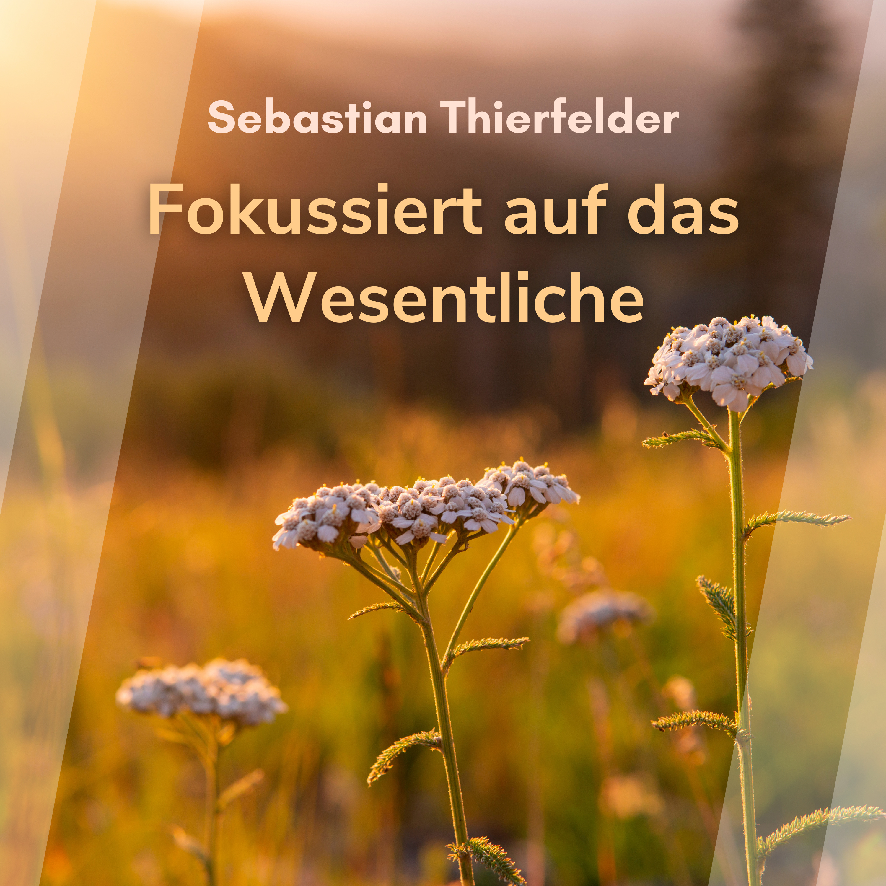 Cover: Fokussiert auf das Wesentliche